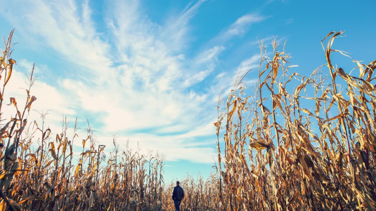 Corn mazes B.C. Halloween